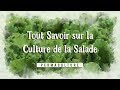 Tout savoir sur la Culture de la Salade pour en avoir toute l