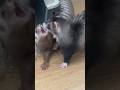 Toka qui croit que cest son tuyau  elle  furet furets ferret ferrets funny.s funny