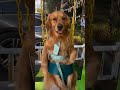 FUNNY DOG рџђ рџђ PET LOVEER Pets Petlovers Shortvideo Dogshorts FUNNY DOG рџђ рџђ PET LOVEER Pets Petlovers Shortvideo Dogshorts