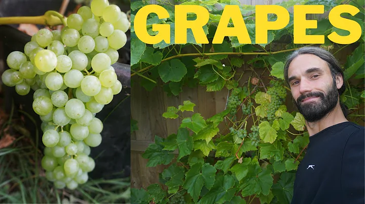 How to grow grapes. Important points and information