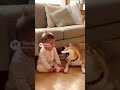 赤ちゃんをなだめる犬| #shorts #animals #baby