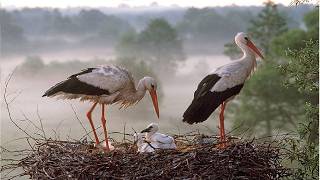 Storks Nesting Nature Live - Cuib Barza Alba Natura Vie
