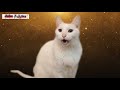 أغنية ديسباسيتو بصوت القطط روعة 