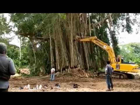 Video: Memangkas Pokok Ceri Menangis: Cara Memangkas Pokok Ceri Menangis