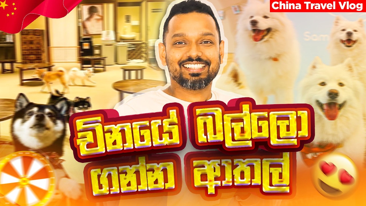 China's Pet Markets Are Completely Different | Here's Why