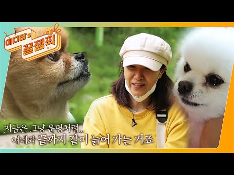 (맴찢ㅠ) <strong>서이숙과</strong> 아픈 노견 ♡준 X 노을♡이의 애틋한 이야기!
