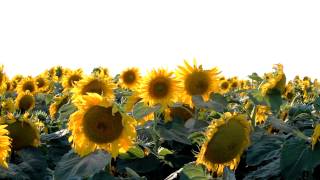 Sunflower Stock Video - Free HD stock footage