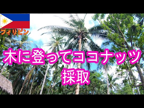 木に登ってココナッツを採取するinフィリピン Climbing a tree to collect coconut in the Philippines