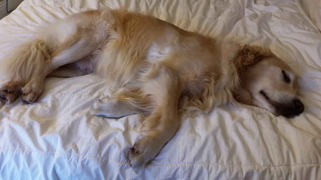 Super Tired Dog Dreaming About Halloween Legs Twitching, Lips & Eyes