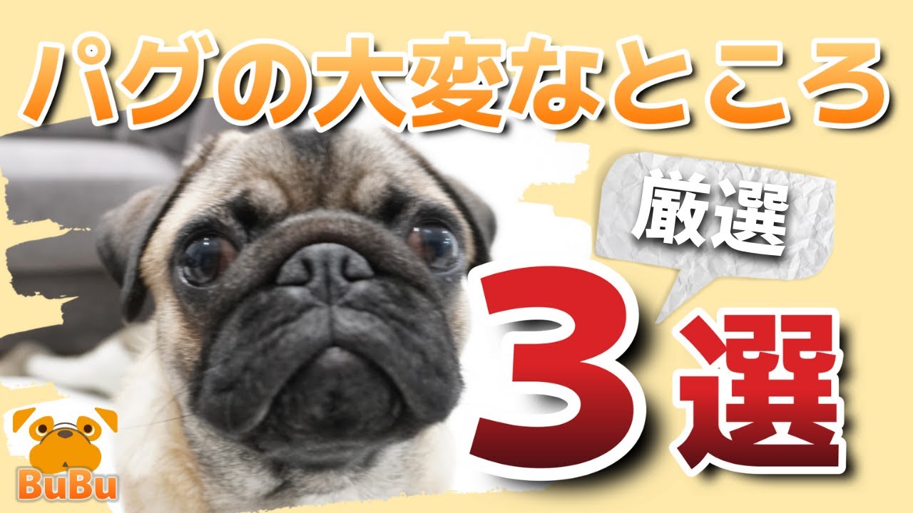 パグを飼う前に見てね！ちょっと大変なところ3選【パグ犬BuBu】 - YouTube