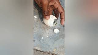 Chick Birth From Egg