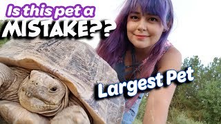 Sulcata Tortoise Guide | The Good, The Bad, The Ugly