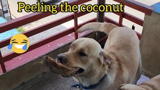 Labrador's Is Peeling The Coconut His Brother Went Upstairs And Called Him Downstairs by Kio And Bella 73 views 1 year ago 5 minutes, 1 second