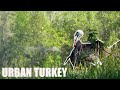 5 YARD URBAN TURKEY