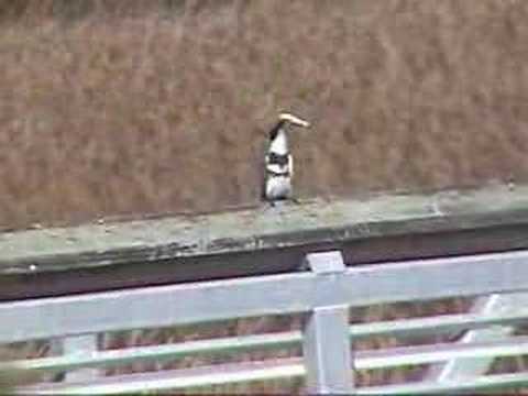Belted kingfisher trying to eat a fish - Martin pescador - YouTube