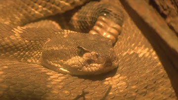 Tips to stay safe as rattlesnakes come out in the summer