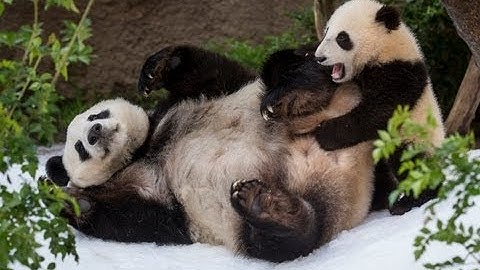 Panda Snow Day at San Diego Zoo | ABC7