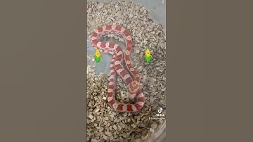 Thumbnail of It’s corn 🌽 🌽 enjoy your day 😃#foryou #music #youtube #reptiles #shorts #fyp #videos ￼