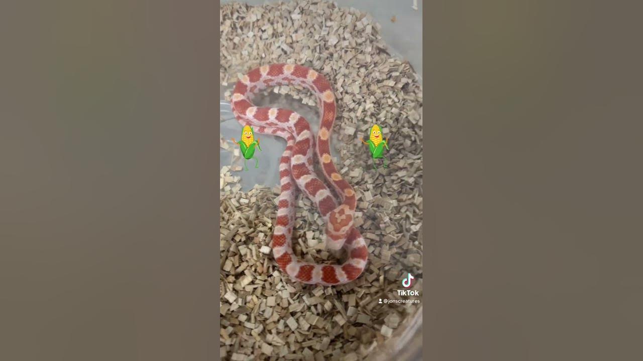 It’s corn 🌽 🌽 enjoy your day 😃#foryou #music #youtube #reptiles #shorts #fyp #videos ￼