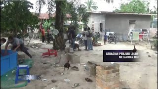 Gerebek Judi Sabung Ayam, Pelaku Beserta Ayamnya Lari Huru-hara - JATANRAS