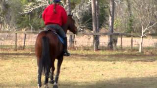 Hank bridleless jumping