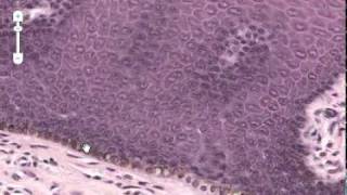 Epithelium Part 1 - Skin