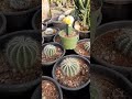 الصباريات الجميله المنوعه Beautiful Cactus