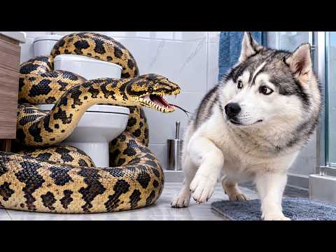 HUSKY IS AFRAID OF A BIG SNAKE! Snake in the Apartment!