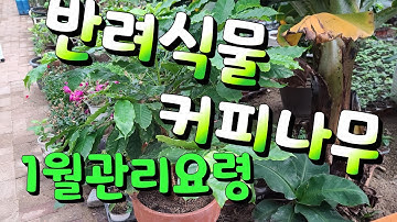 커피나무 1월 관리방법