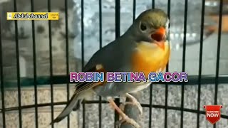 Burung Robin BETINA GACOR