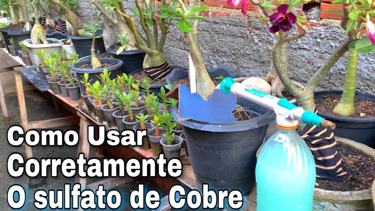 ✔️Como Usar Corretamente O SULFATO DE COBRE em Suas ROSAS DO DESERTO!