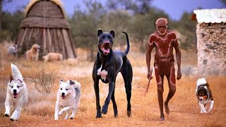 10 Existing Australian Dog Breeds | FactoPia