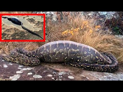Video: 14 Arten von Boas und Pythons: Erstaunliche verengende Schlangen