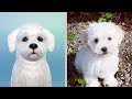 CANI E GATTI DEGLI YOUTUBERS SU THE SIMS 4