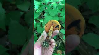 Blue-staining bolete