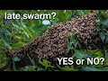 Late Season Honey Bee Swarm, is it worth collecting? Here's my take on that.