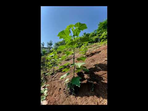 Павловния это мощный и красивый инструмент для укрепления склона