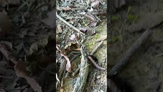 La hormiga arriera
