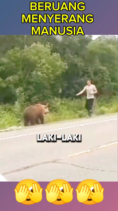 BERUANG MENYERANG MANUSIA #shorts #animals #beruang