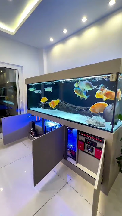 aquarium fish monster fish tank aquarium Fish Aquarium market Mumbai pari Kurla Mumbai