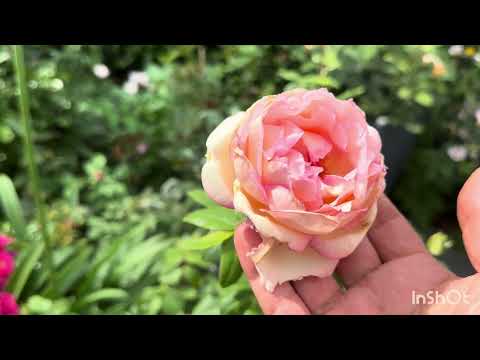 How Did My Roses Cope Under This Heatwave 