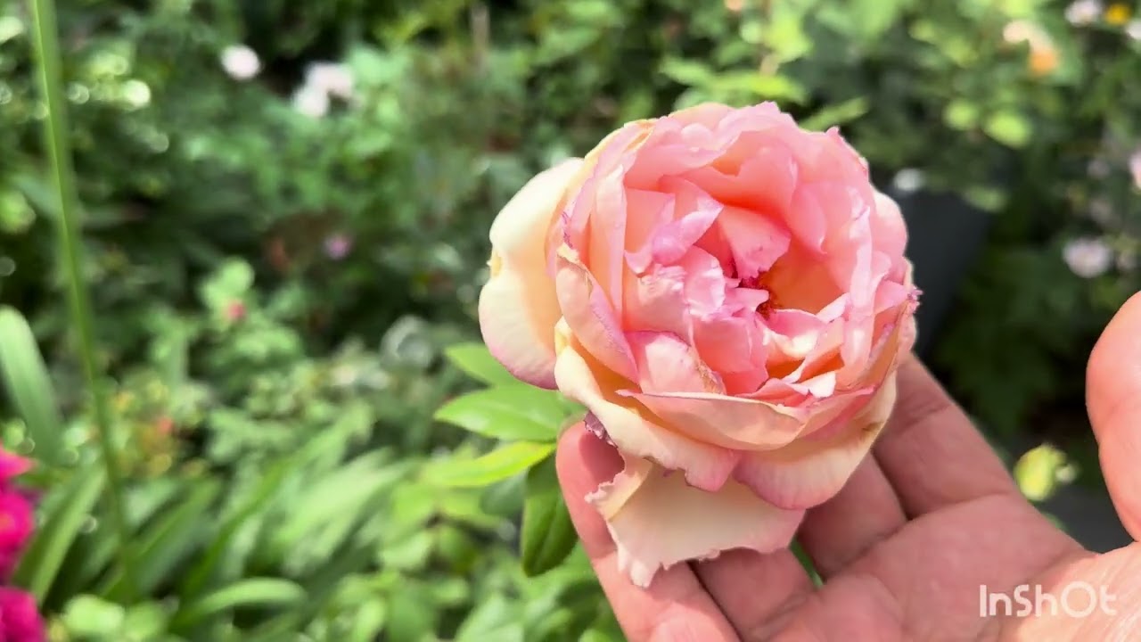 How did my roses cope Under this heatwave?