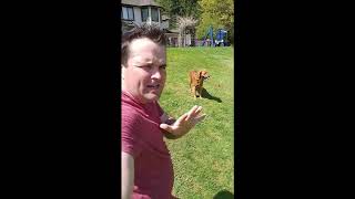 1 TRICK for Stopping Dog Barking by Chet Womach 50,667 views 5 years ago 3 minutes, 20 seconds