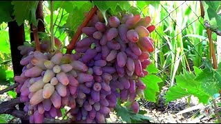 Сорт винограда. Надежда УКРНИИ. Виноград 2016. Сорт винограда. Надежда УКРНИИ. Виноград 2016.
