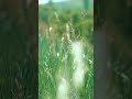 Wind Sounds – Calm Meadow Ambience for Sleep &amp; Relaxation
