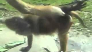 Супер клевые животные. Смех и только. Super cute Animals. Epic Cute. Супер клевые животные. Смех и только. Super cute Animals. Epic Cute.