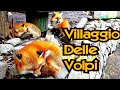 VILLAGGIO DELLE VOLPI IN GIAPPONE: FOX VILLAGE! - Vivi Giappone