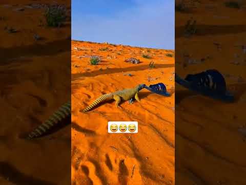 تبونا نلعب مع ذا الضب