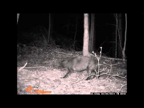 NH Black Wolf? - YouTube
New World Black Wolves