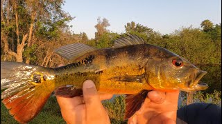 New fishing adventure large mouth and peacock bass fishing with rápala